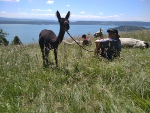 Lama Trekking Konflager 2021 (4).jpg